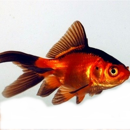 Car.auratus   Sluierstaart rd/zw 5-6